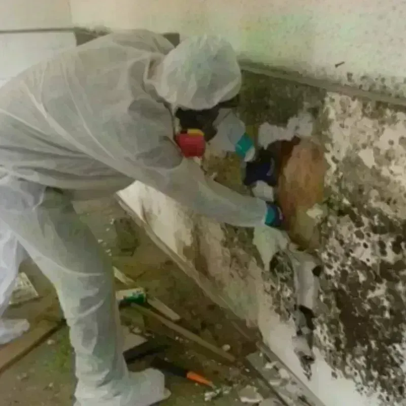 Mold Remediation and Removal in South Lebanon, OR